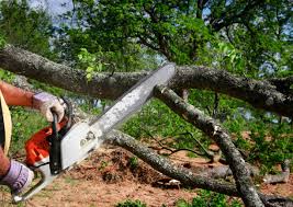 Best Storm Damage Tree Cleanup  in Hughesville, PA