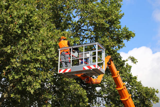 Best Tree Disease Treatment  in Hughesville, PA