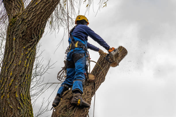 Best Mulching Services  in Hughesville, PA