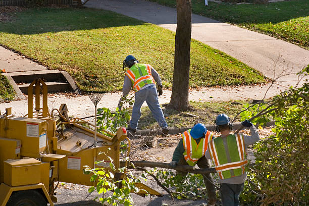 Trusted Hughesville, PA Tree Services Experts