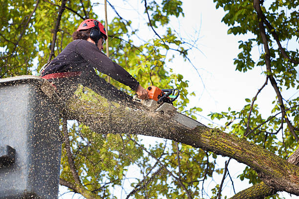 Best Palm Tree Trimming  in Hughesville, PA