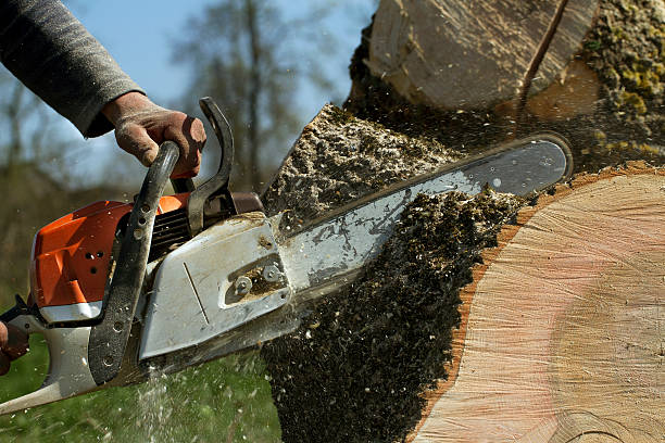 Best Fruit Tree Pruning  in Hughesville, PA